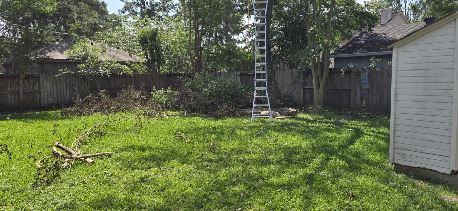 Yard before tree debris removal